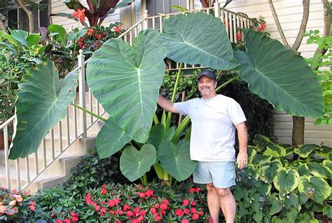 elephant ear moisture meter|elephant ear plant watering.